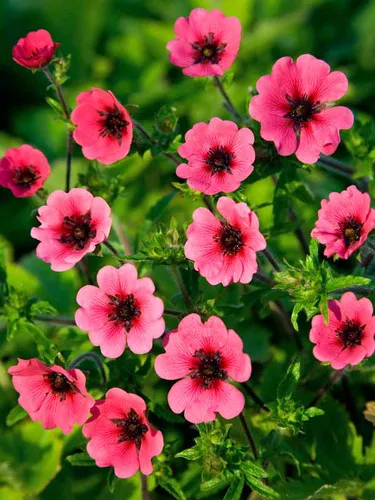 potentilla-ron-mcbeath Potentilla (Ron McBeath)