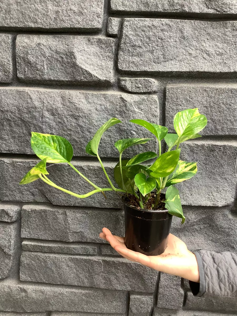 pothos-golden-4 Pothos: Golden 4"