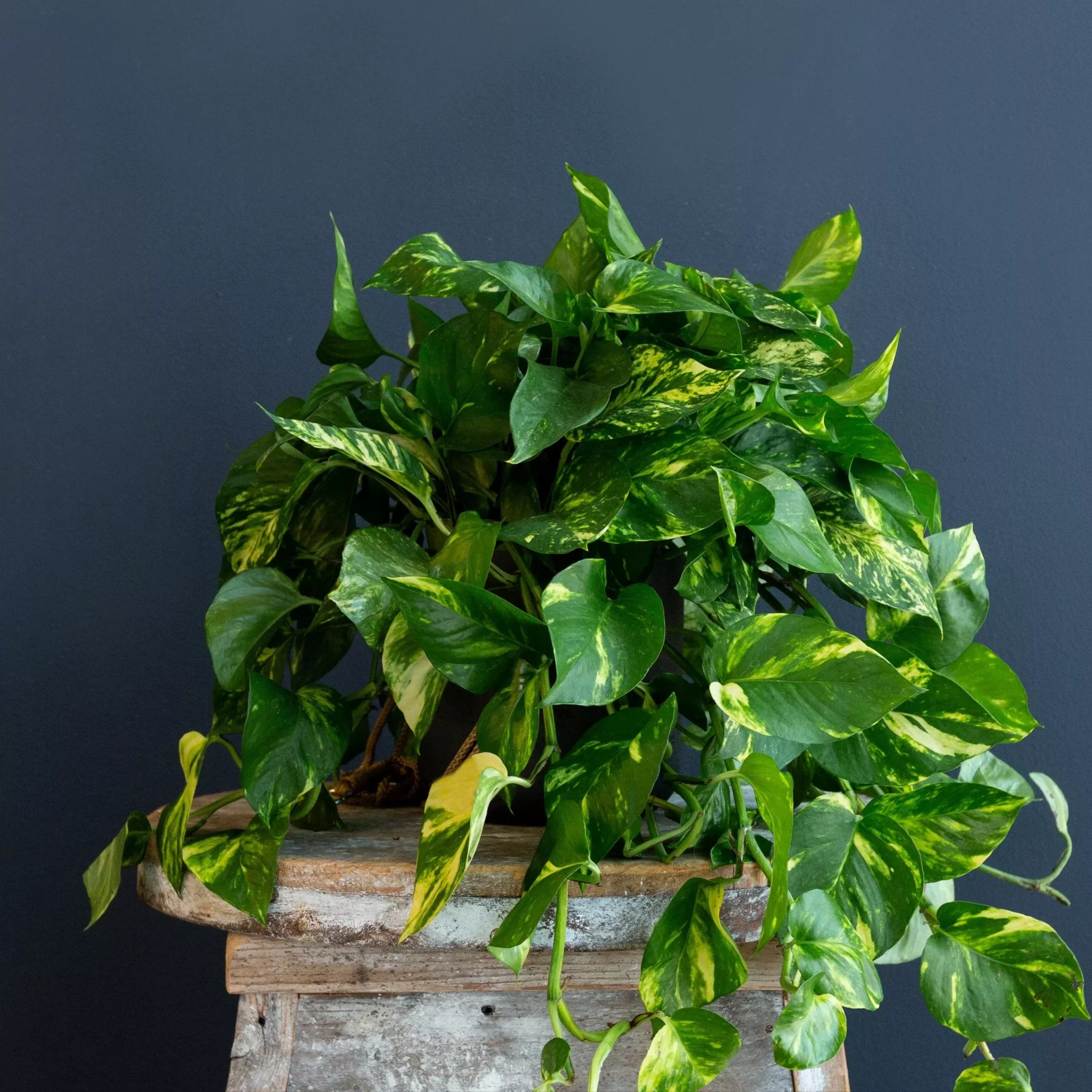 pothos-golden-epipremnum-aureum Pothos – Golden (Epipremnum Aureum)
