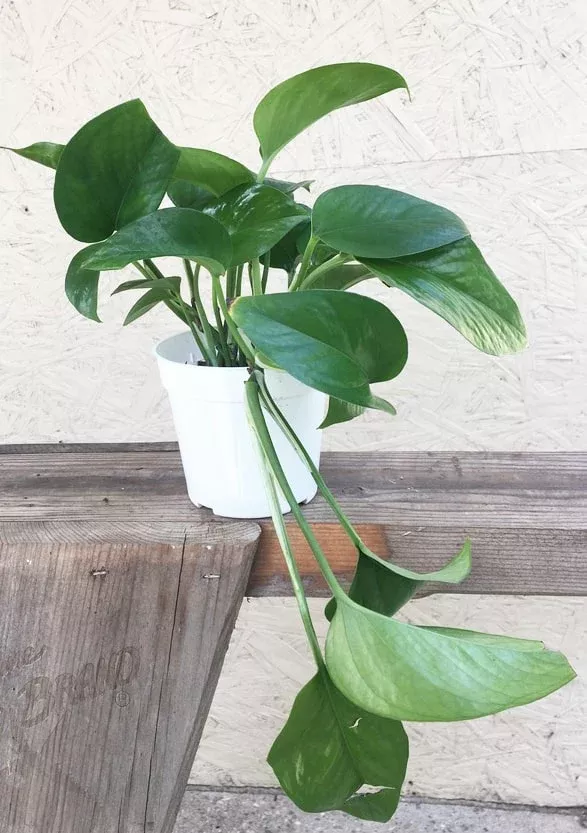 pothos-green-queen Pothos Green Queen