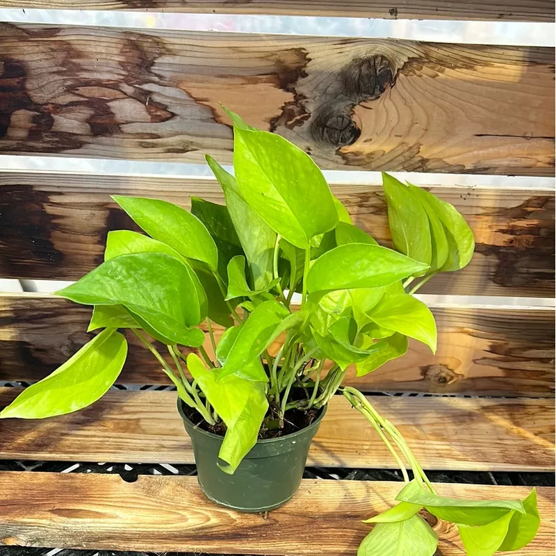 Pothos Neon