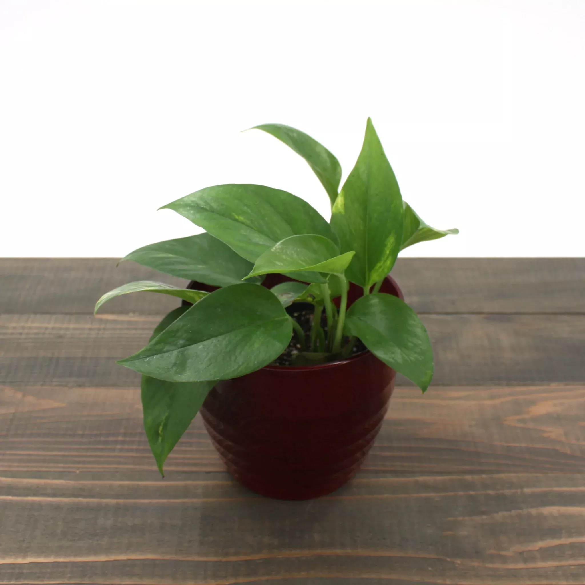 Pothos