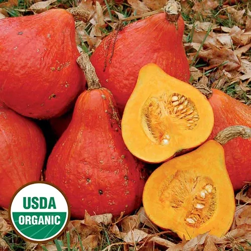 potimarron-squash-seeds-organic Potimarron Squash Seeds, Organic