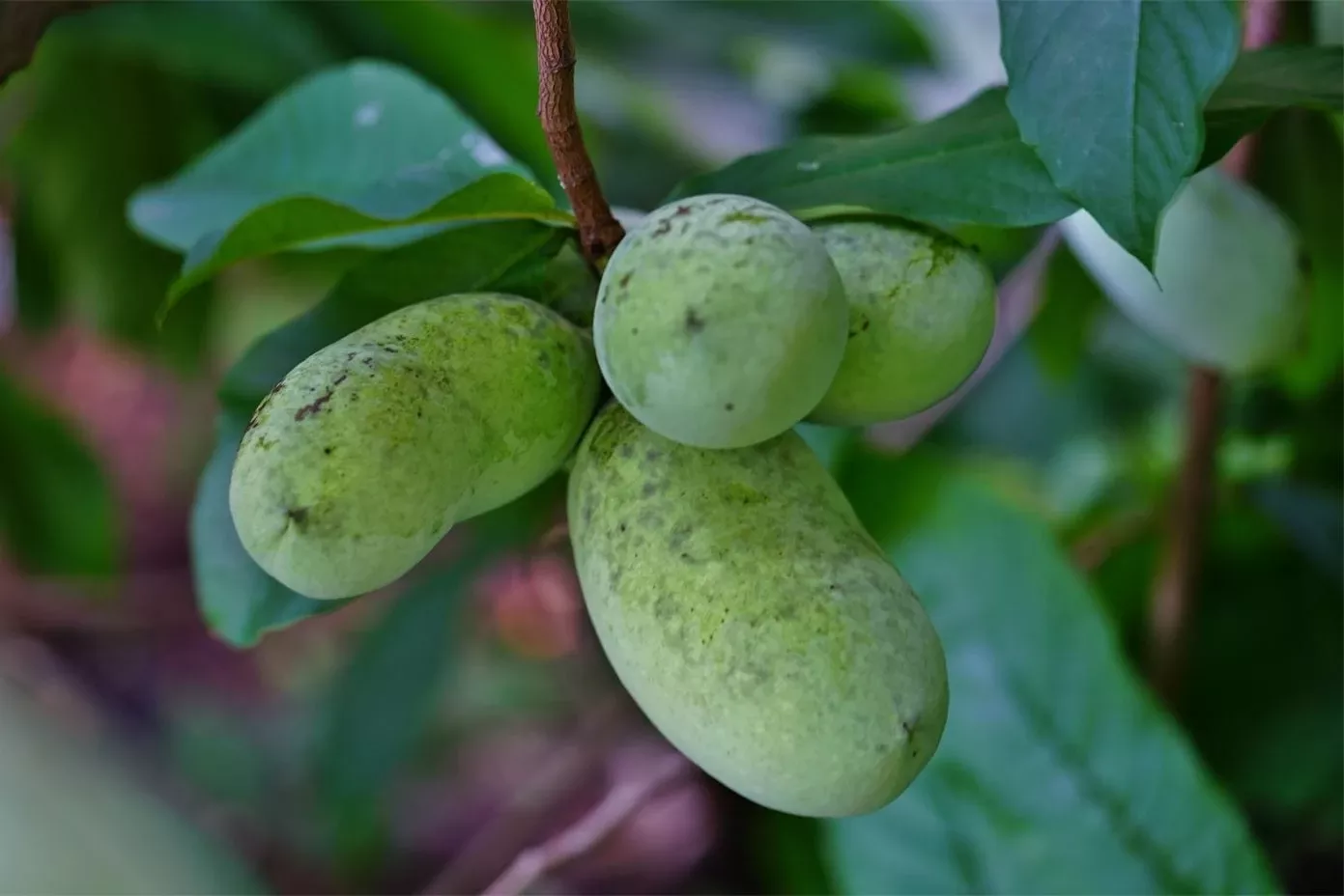 potomac-paw-paw Potomac Paw Paw