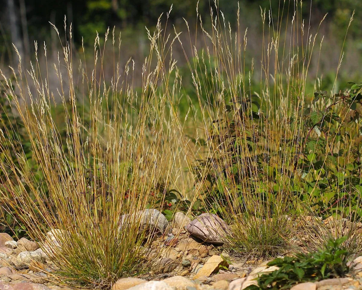 Poverty Oatgrass Seeds (Danthonia spicata)