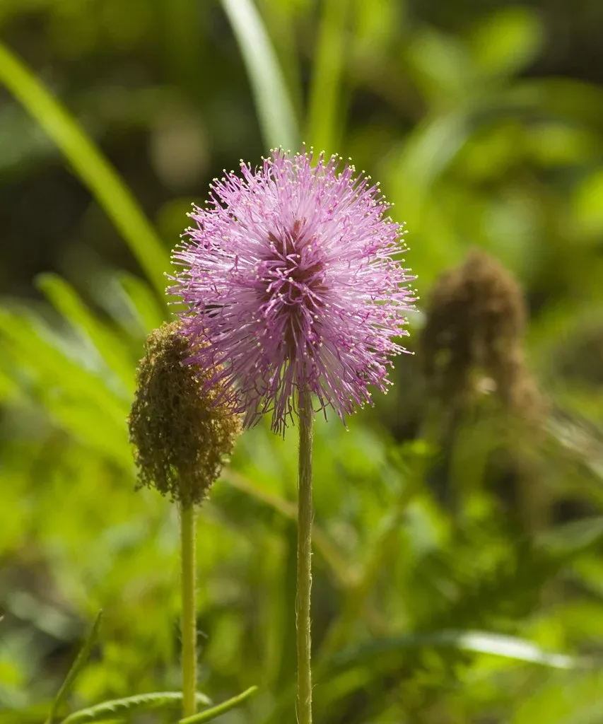 powderpuff-mimosa Powderpuff Mimosa
