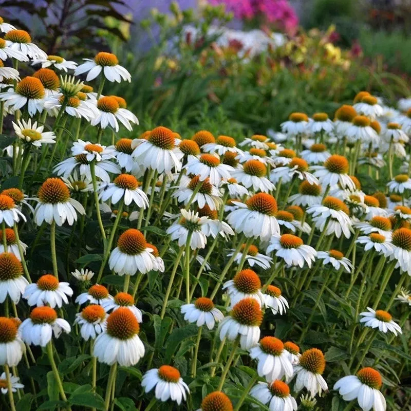 powwow-white-echinacea PowWow White Echinacea