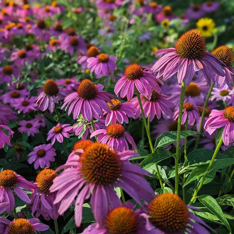 powwow-wild-berry-echinacea PowWow Wild Berry Echinacea