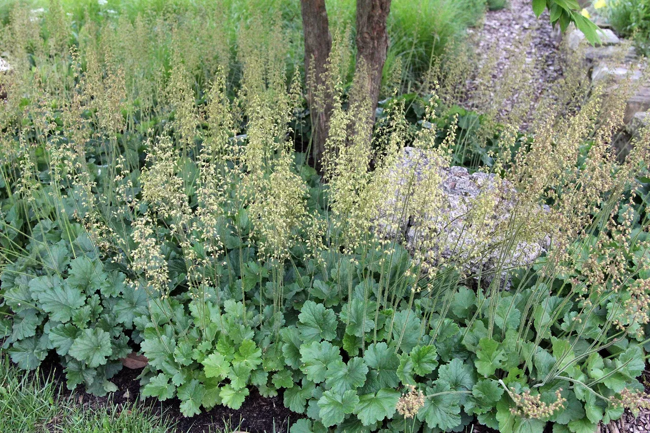 prairie-alumroot Prairie Alumroot
