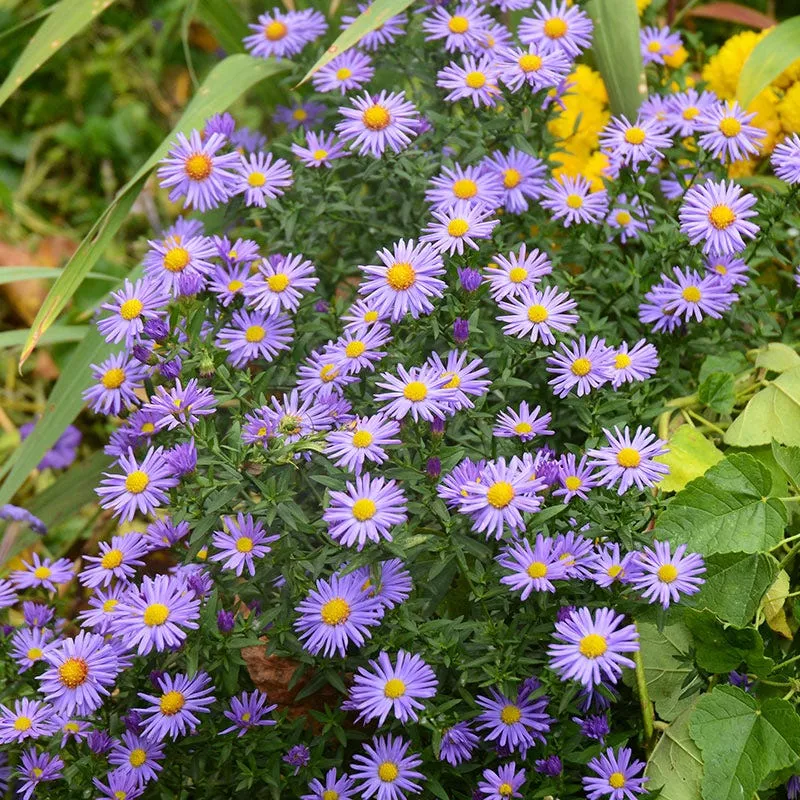 prairie-aster-seeds Prairie Aster Seeds