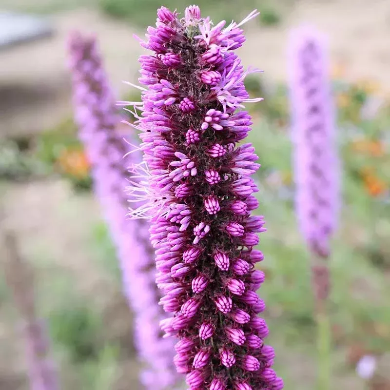 Prairie Blazing Star Seeds