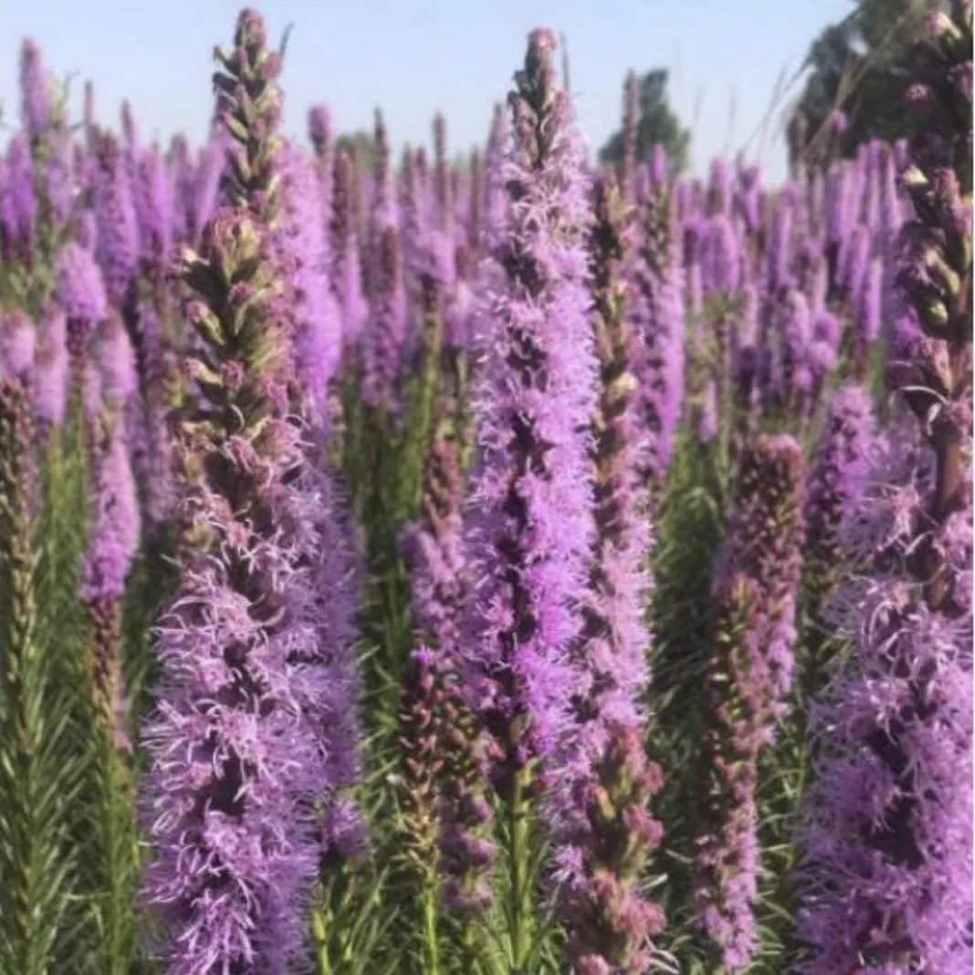 prairie-blazing-star Prairie Blazing Star