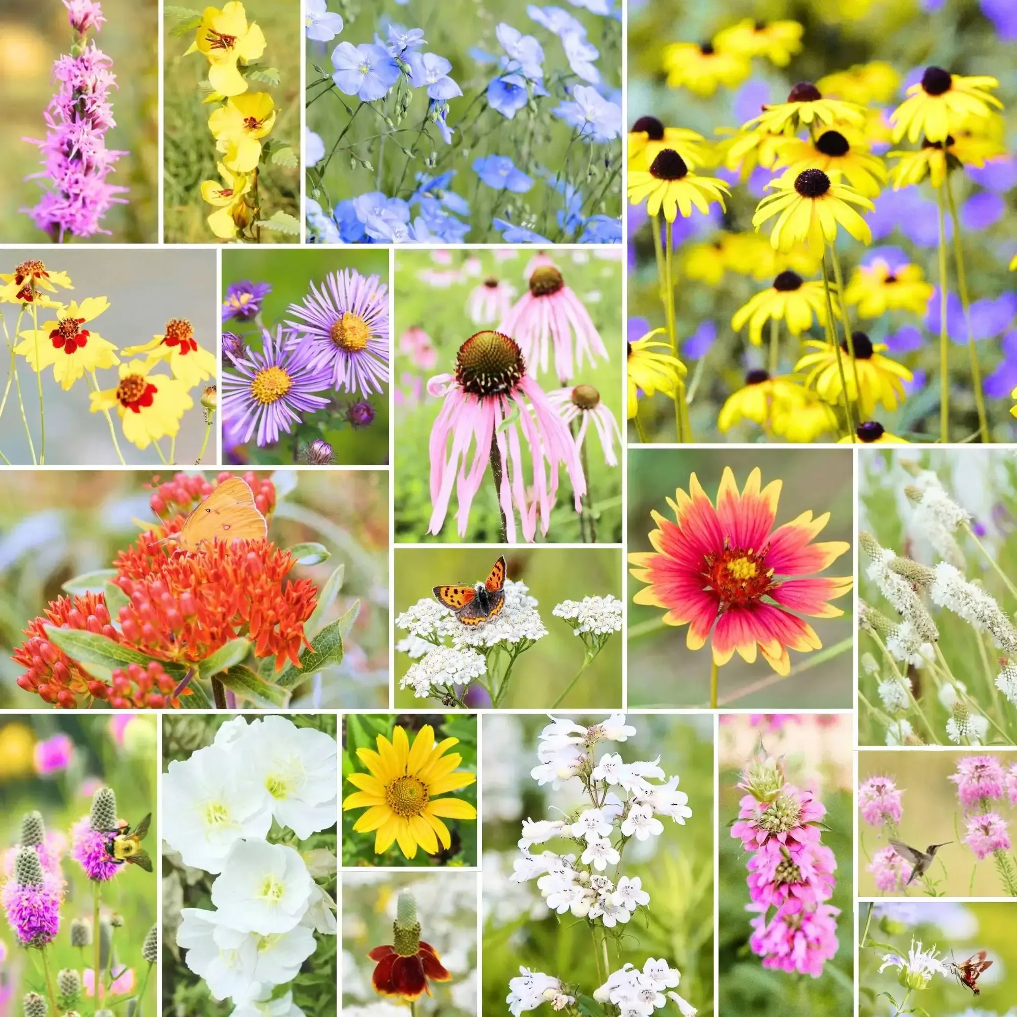 Prairie Bloom – Native Wildflower Mix