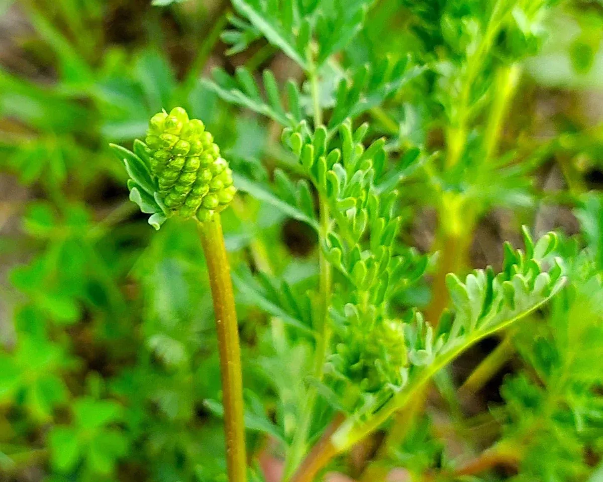 Prairie Burnet Seeds (Sanguisorba annua)