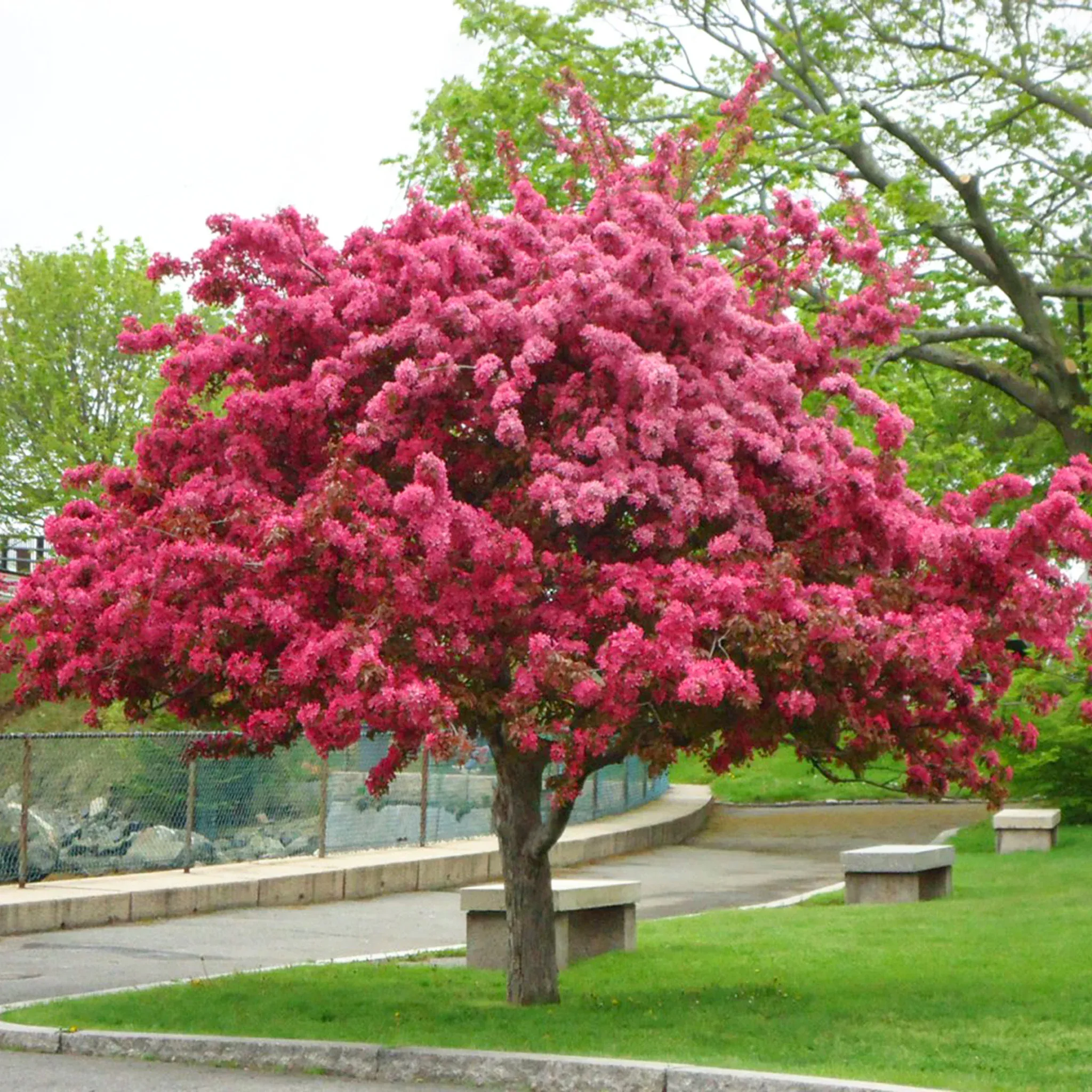 Prairie Crabapple