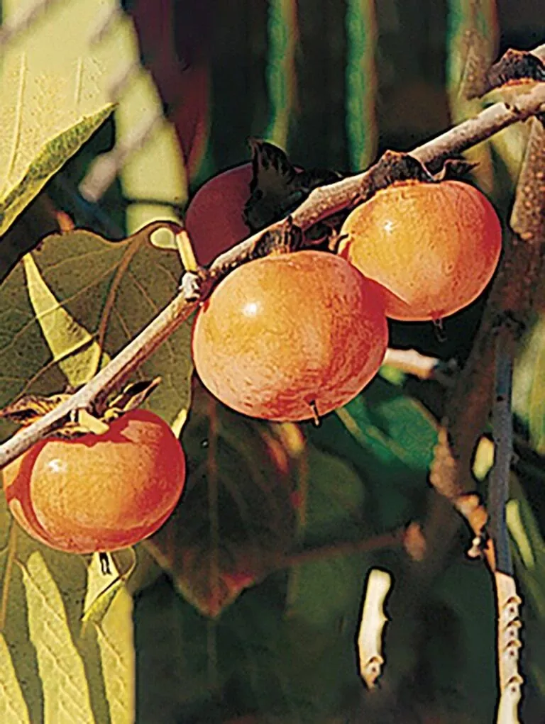 prairie-dawn-american-persimmon Prairie Dawn ™ American Persimmon