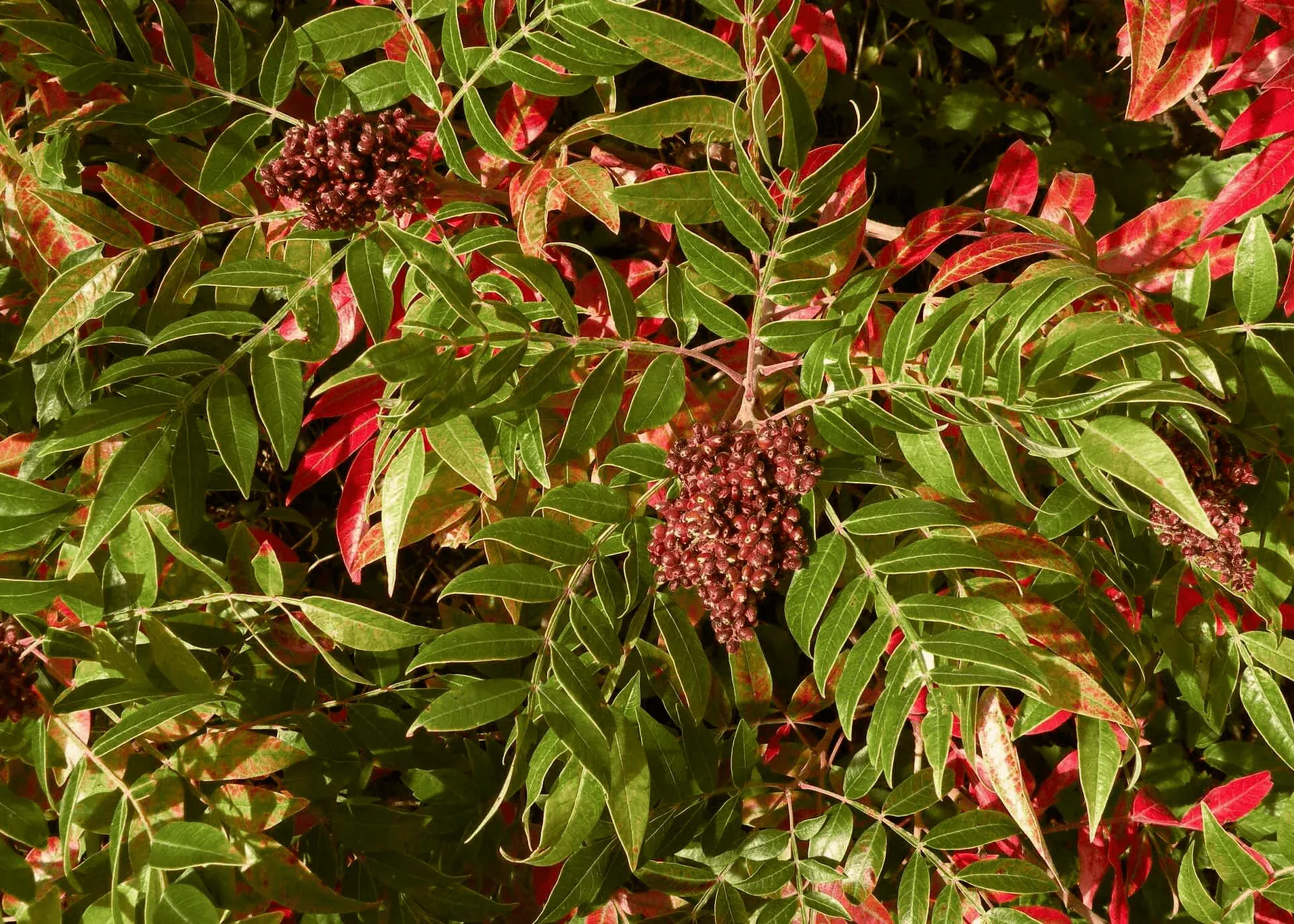 Prairie Flameleaf Sumac