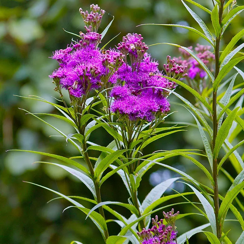 prairie-ironweed Prairie Ironweed