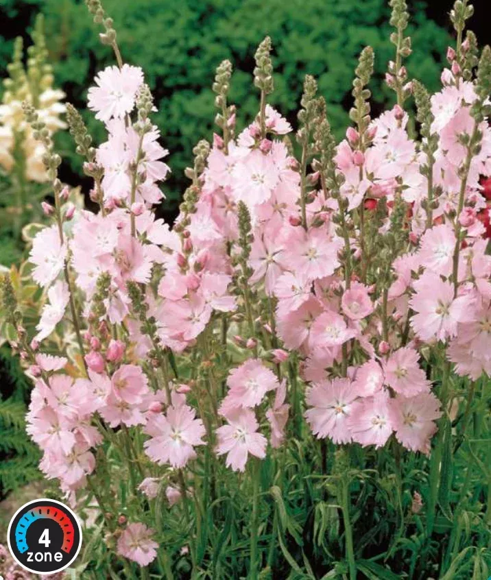 prairie-mallow-starks-hybrid Prairie Mallow 'Starks Hybrid'