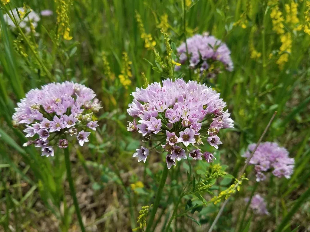 prairie-onion Prairie Onion