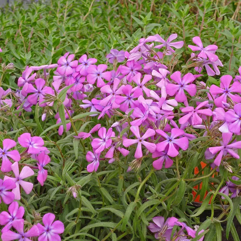 prairie-phlox Prairie Phlox
