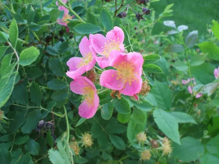 prairie-rose Prairie Rose