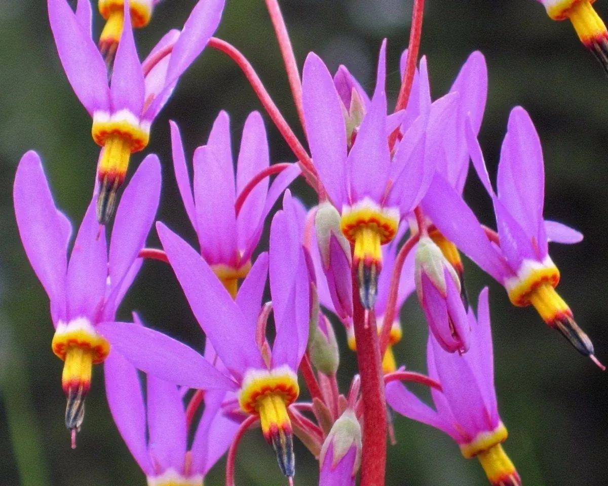 Prairie Shooting Star Seeds (Dodecatheon pulchellum)