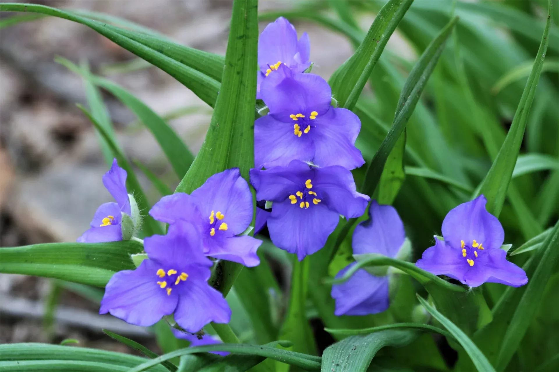 prairie-spiderwort Prairie Spiderwort