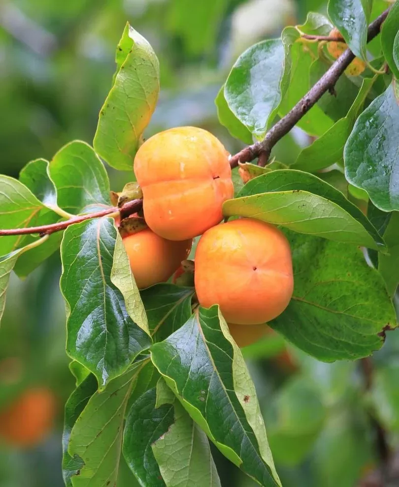 prairie-star-american-persimmon Prairie Star American Persimmon