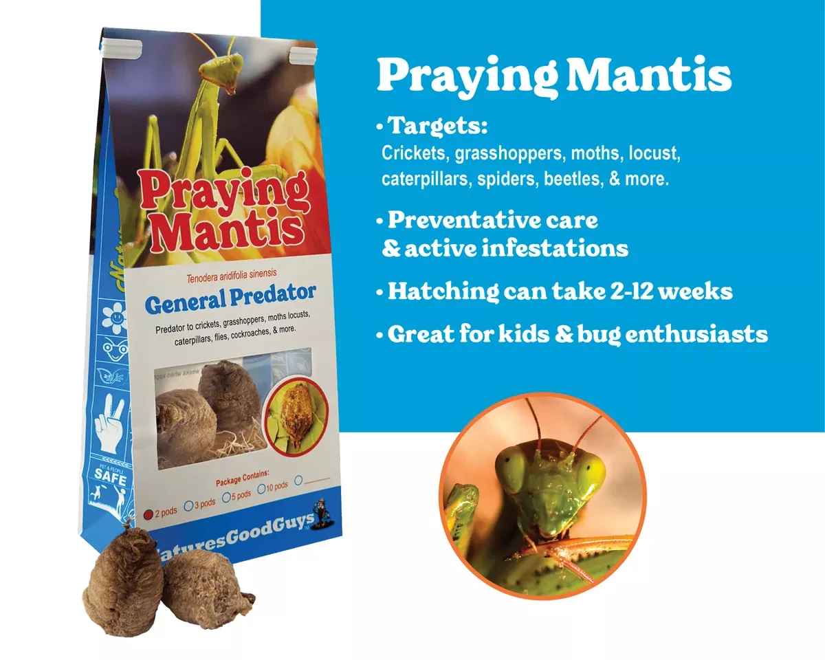 praying-mantis-egg-cases-carnivorous-general-predator Praying Mantis Egg Cases - Carnivorous General Predator