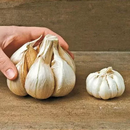 pre-order-now-ships-september-2026-elephant-garlic-cloves PRE-ORDER NOW! SHIPS SEPTEMBER 2026 - Elephant Garlic Cloves