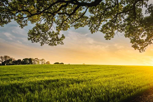 premium-dryland-pasture-seed-mix Premium Dryland Pasture Seed Mix