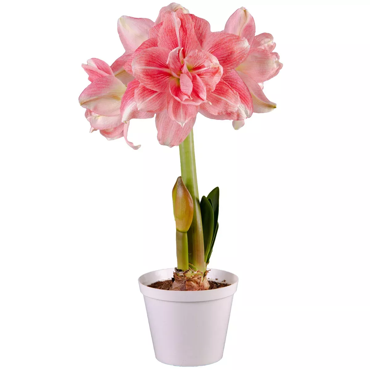 premium-fast-track-amaryllis-double-time Premium Fast Track Amaryllis™ - Double Time™