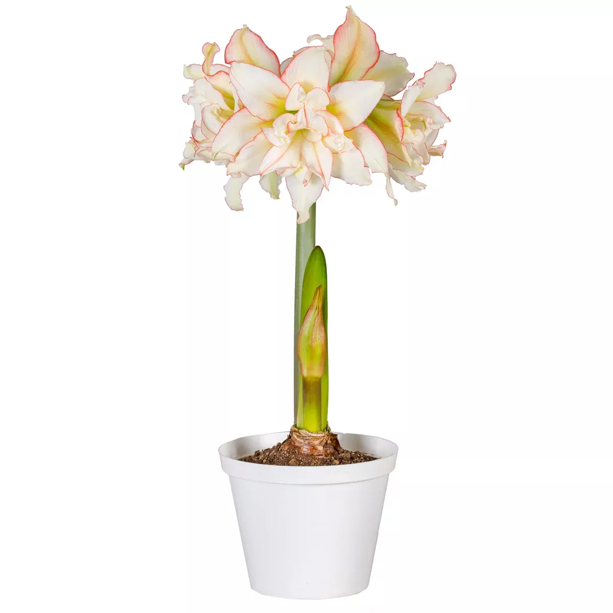 premium-fast-track-amaryllis-impatient Premium Fast Track Amaryllis™ - Impatient™