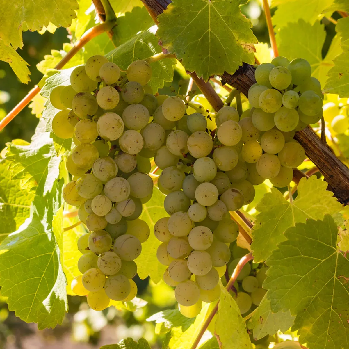 premium-grafted-bareroot-grape-vine-chardonnay Premium Grafted Bareroot Grape Vine - Chardonnay