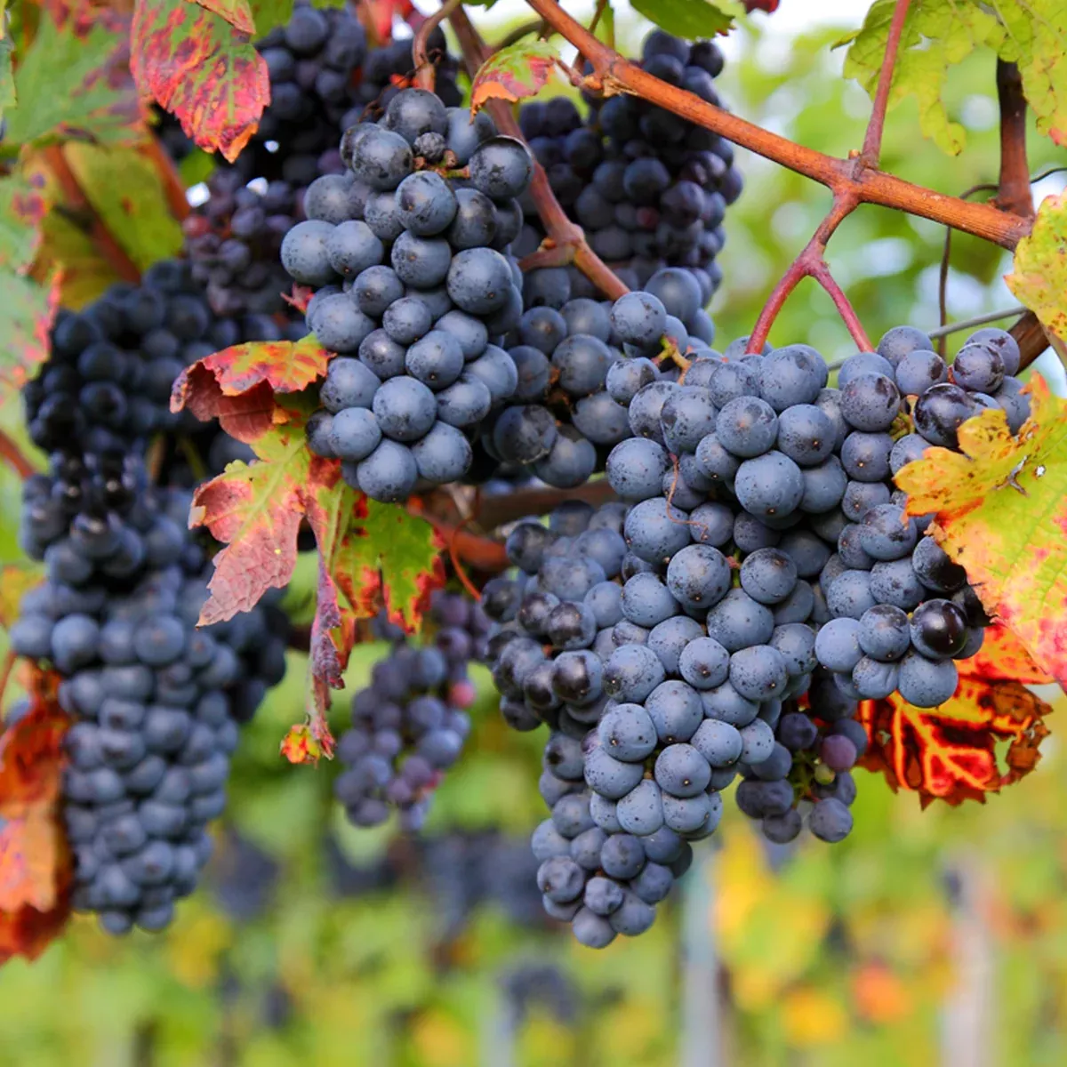 premium-grafted-bareroot-grape-vine-zinfandel Premium Grafted Bareroot Grape Vine - Zinfandel