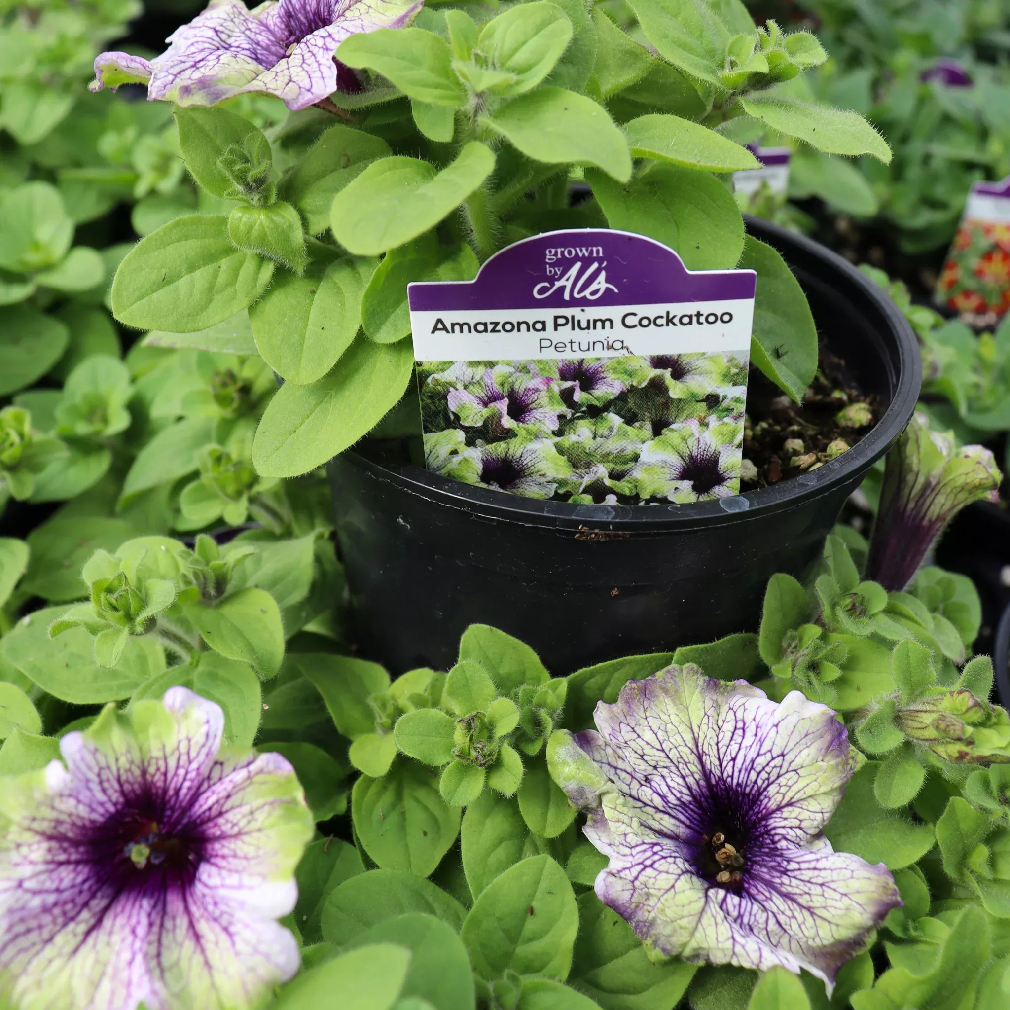 Premium Petunia