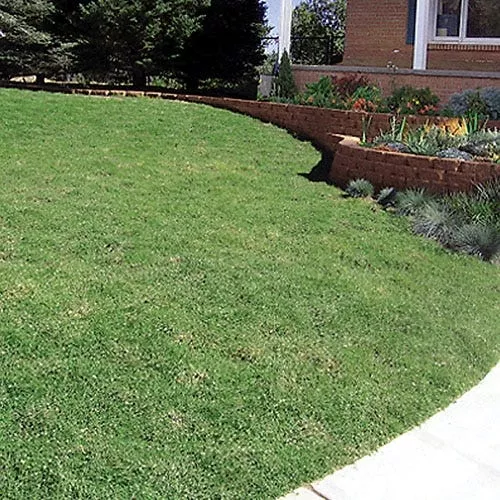 prestige-buffalo-grass-plugs Prestige™ Buffalo Grass Plugs
