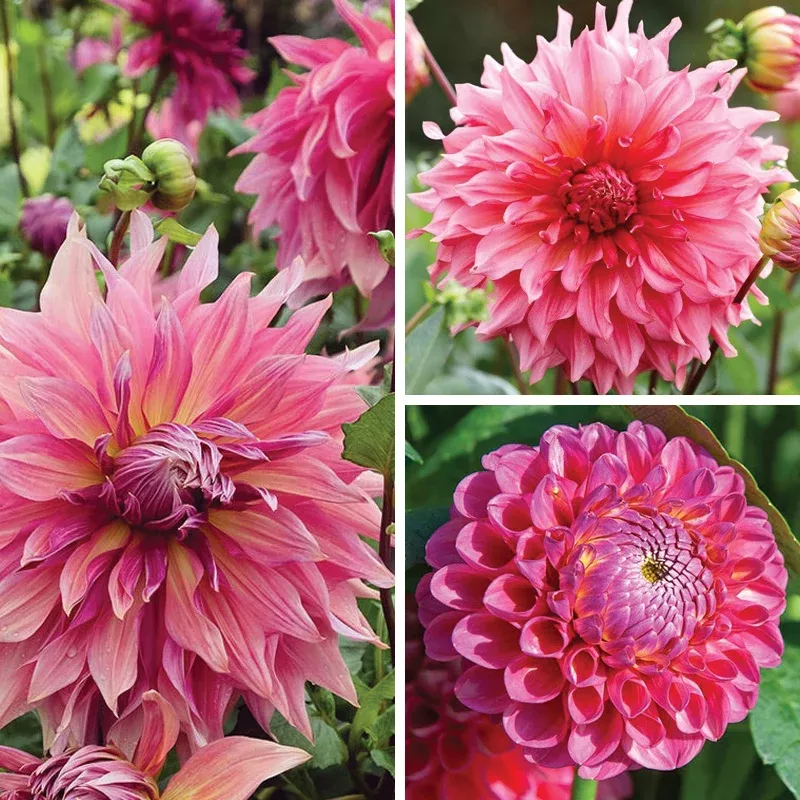 Pretty In Pink Dahlia Collection