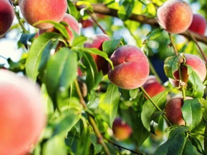 pretty-perfect-peach-bundle-no-1 Pretty Perfect Peach Bundle No.1