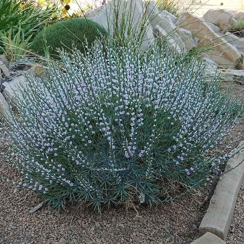 prickly-dianthus-acantholimon Prickly Dianthus (Acantholimon)