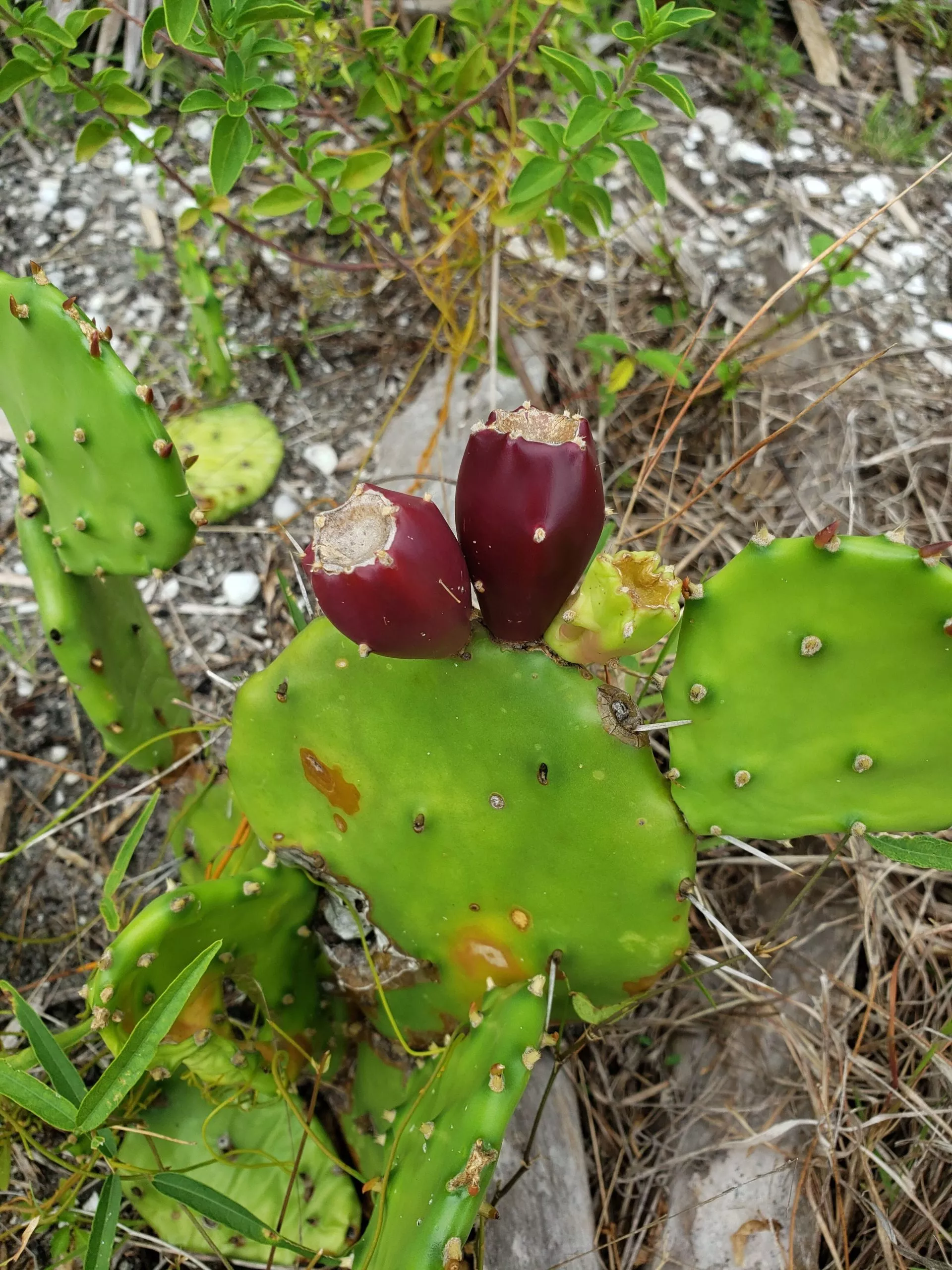 prickly-pear-cactus Prickly Pear Cactus