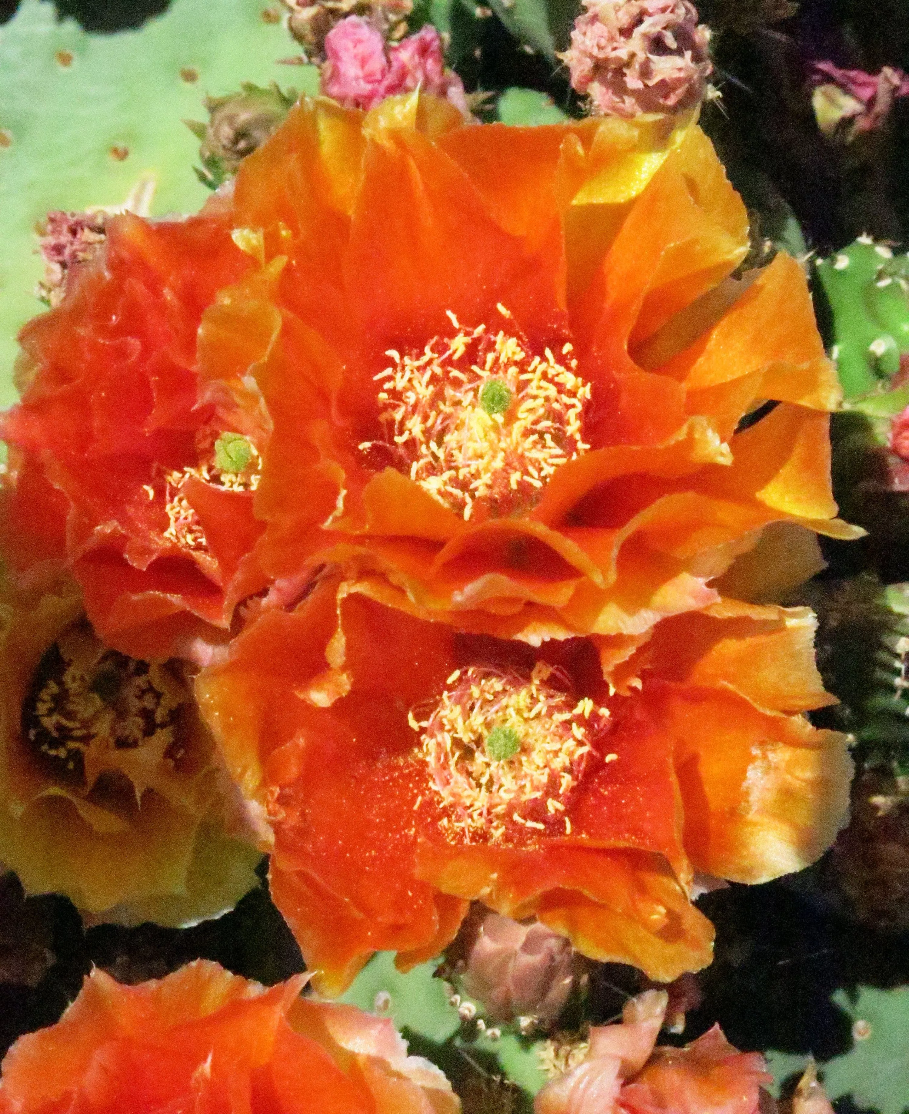 prickly-pear-mandarin-sunrise Prickly Pear "Mandarin Sunrise"