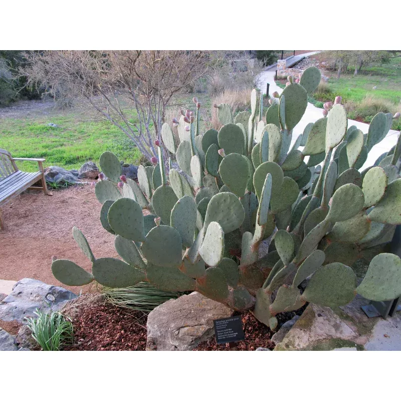 prickly-pear-spineless Prickly Pear 'Spineless'