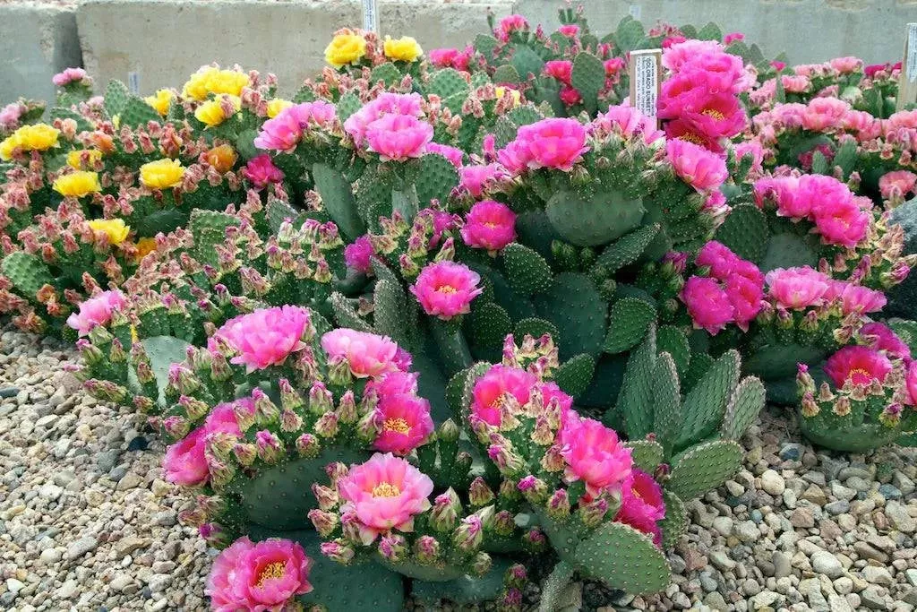 Prickly Pear "Watermelon Man"