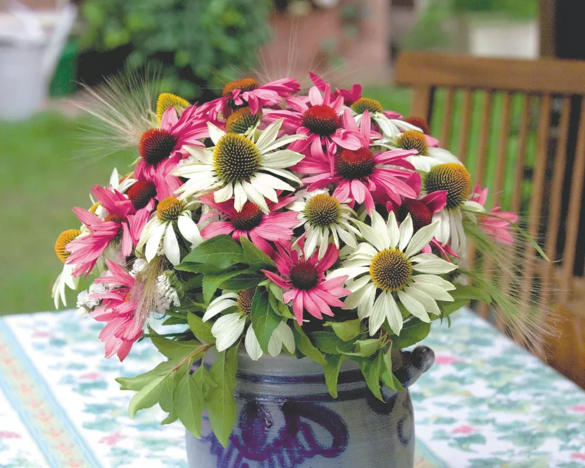 primadonna-mix-echinacea-seeds Primadonna Mix Echinacea Seeds
