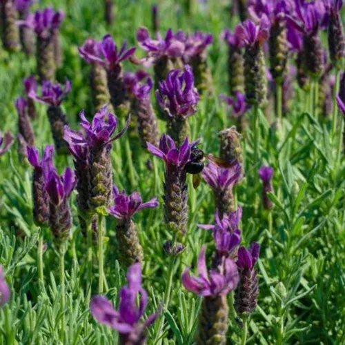 Primavera Spanish Lavender