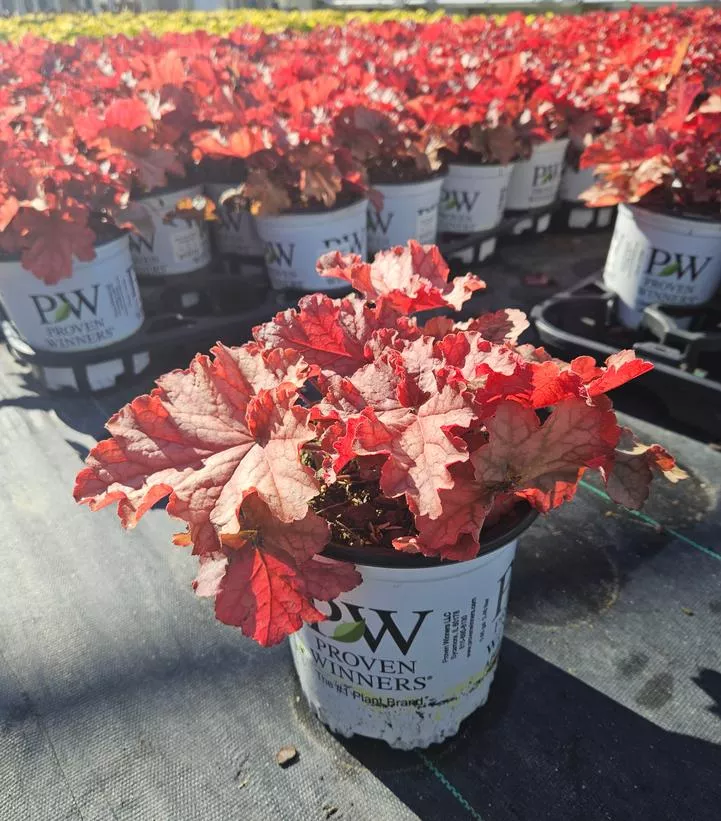 primo-peachberry-ice-coral-bells Primo Peachberry Ice Coral Bells