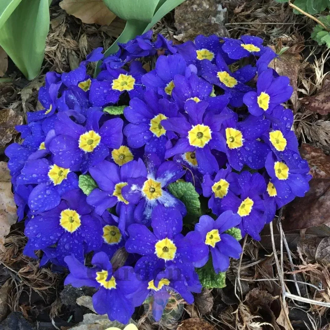 primula-crescendo-blue-shades Primula 'Crescendo Blue Shades'