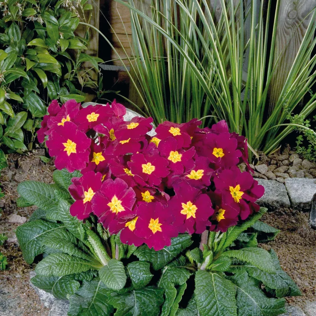 primula-crescendo-bright-red Primula 'Crescendo Bright Red'